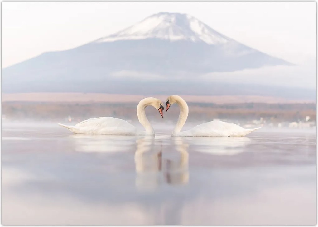 Tablou - Lebede îndrăgostite (70x50 cm)