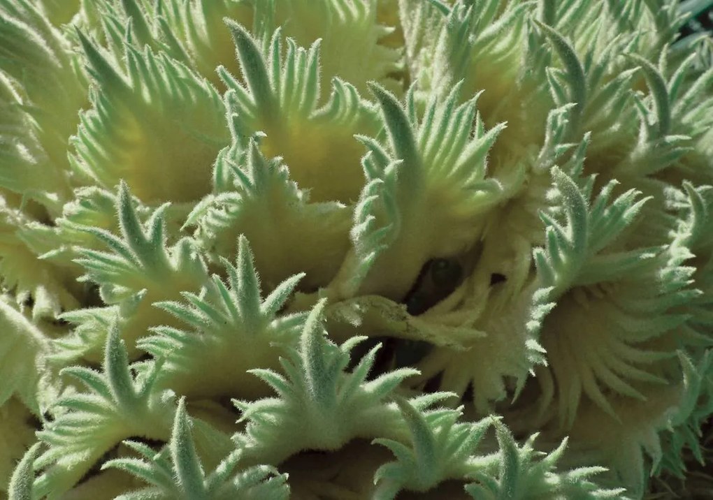 Fototapet - Plante (152,5x104 cm)