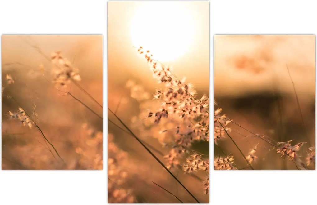 Tablou - Iarbă la soare (90x60 cm)