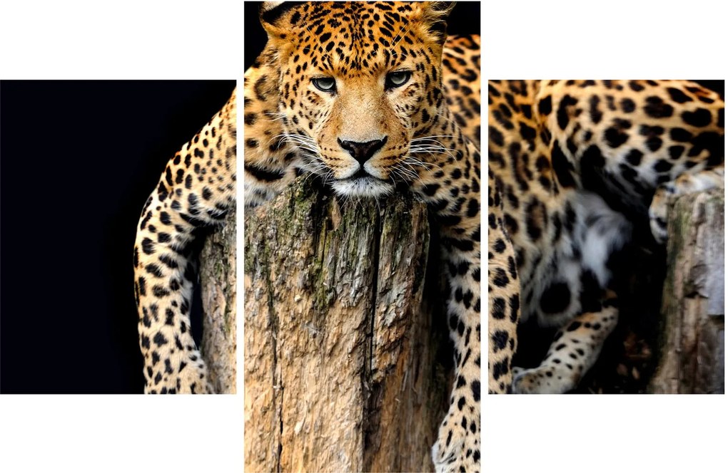 Tablou - Ghepard (90x60 cm)