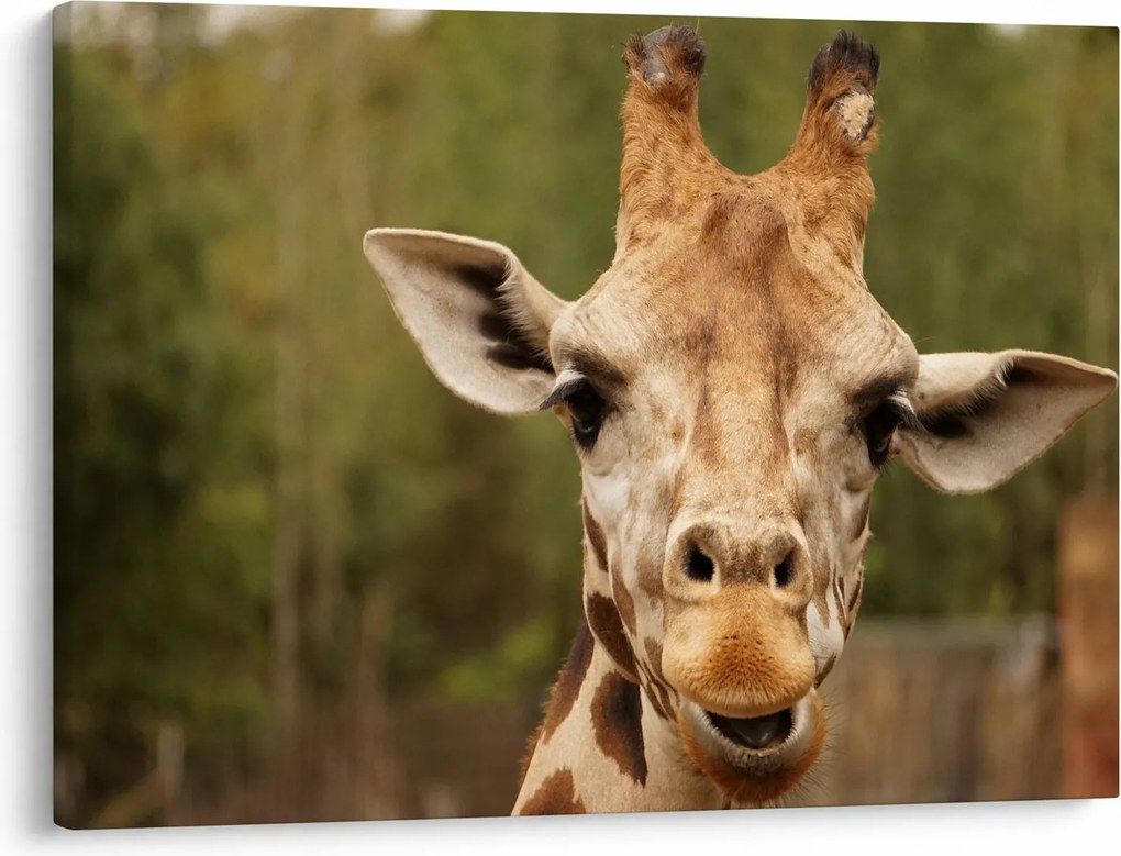 Tablou girafe (70x50 cm)