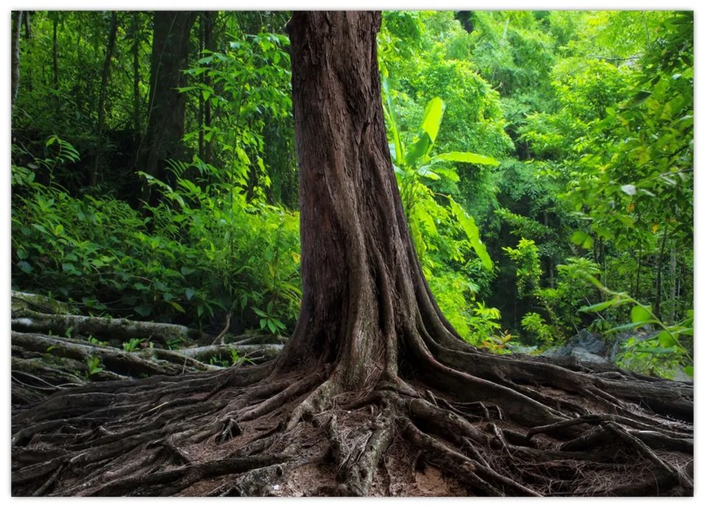 Tablou pe sticlă - Copac bătrîn cu rădăcini (70x50 cm)