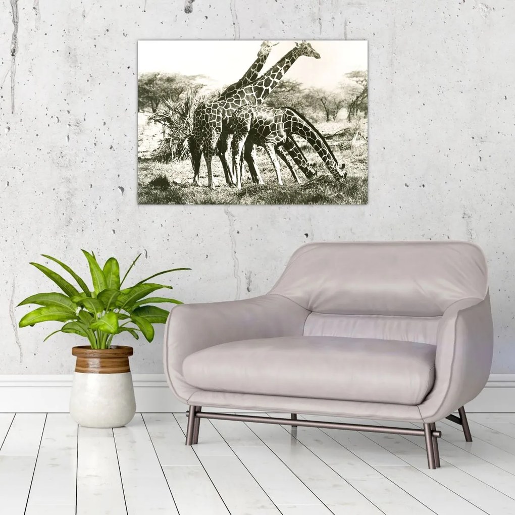 Tablou pe sticlă - Girafe, de epocă (70x50 cm)