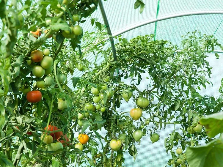 Folie fără structură pentru solar de grădină 2x3,5m