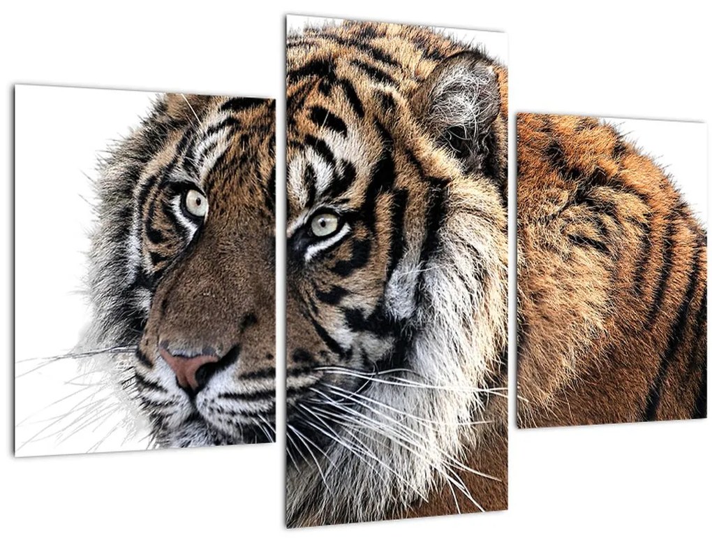 Tablou cu tigrul (90x60 cm)