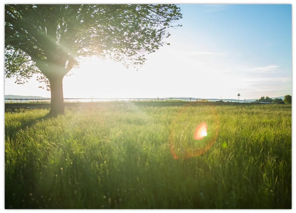 Tablou pe sticlă - Copac în câmp (70x50 cm)