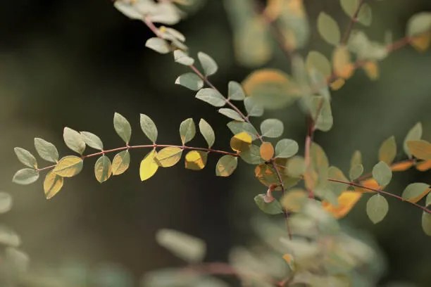 Fotografie Colorful leaves, Goxi