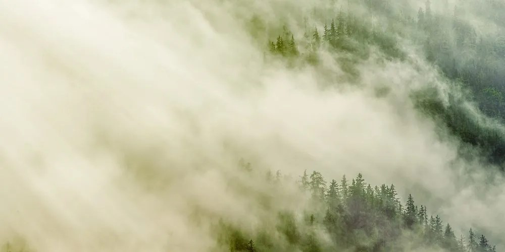 Tablou pădure în ceață