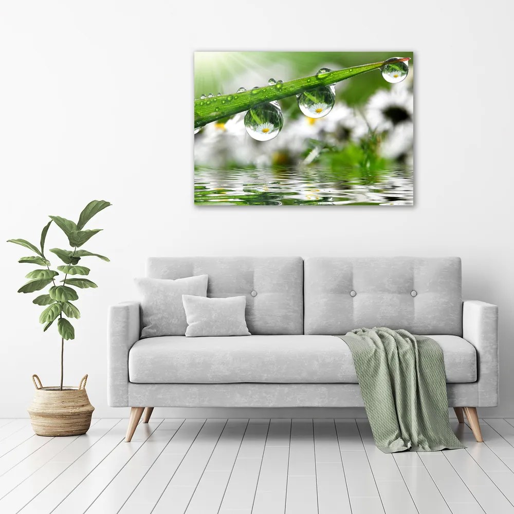 Tablou pe pânză canvas Picaturi pe iarba