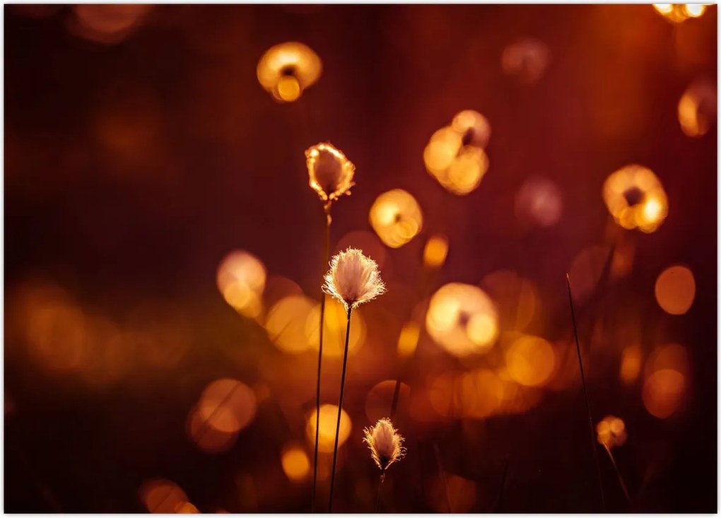 Tablou - Dimineața (70x50 cm)