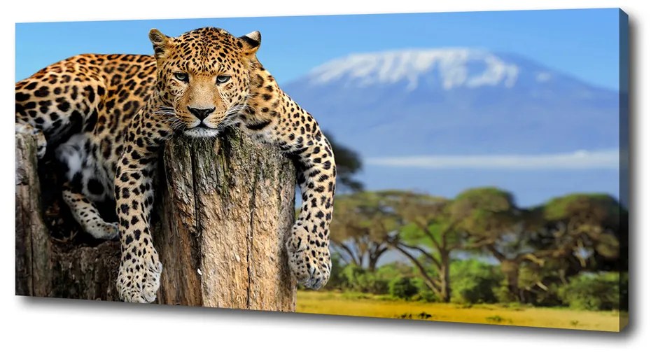 Print pe canvas Leopard pe un ciot de copac