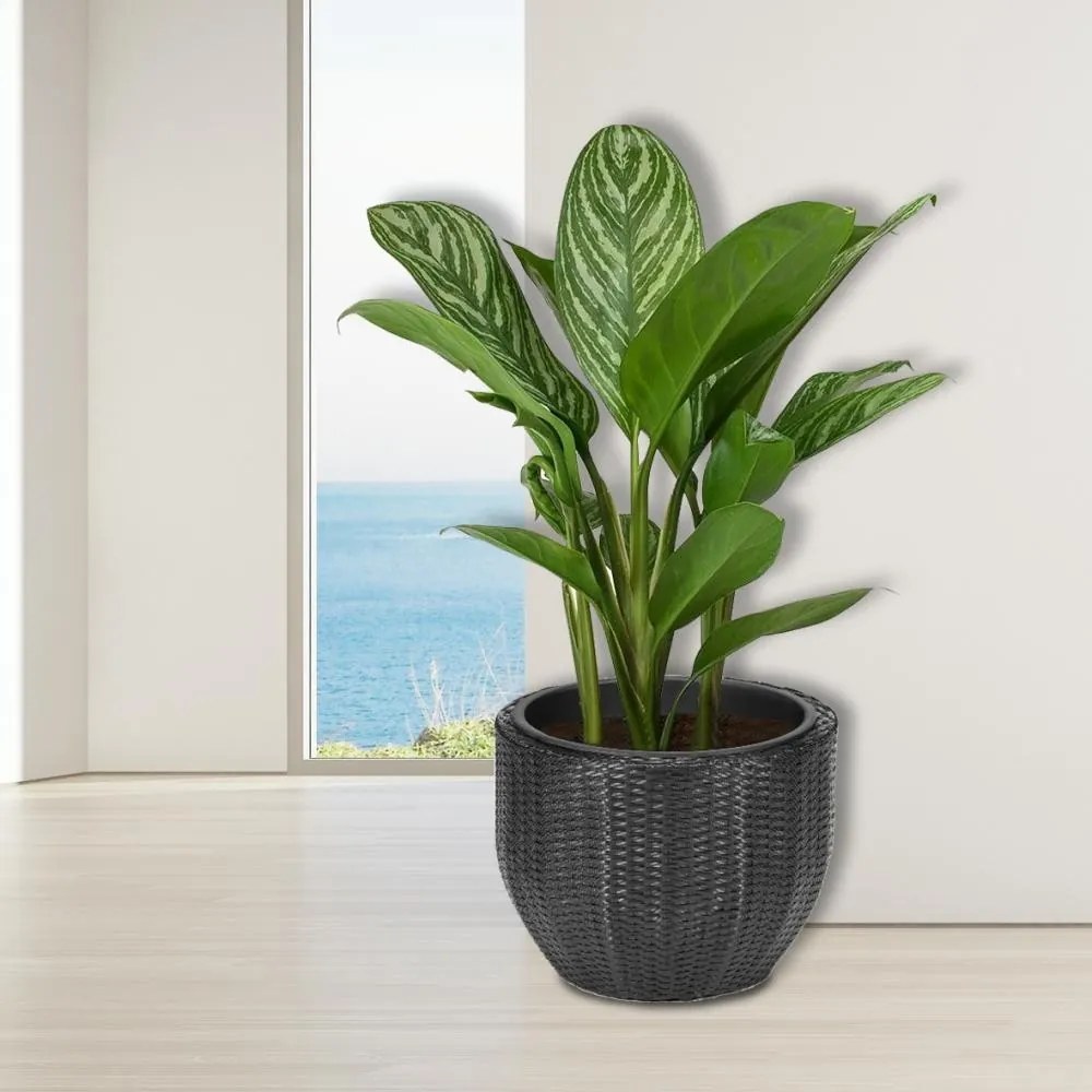 Ghiveci LILY antracit