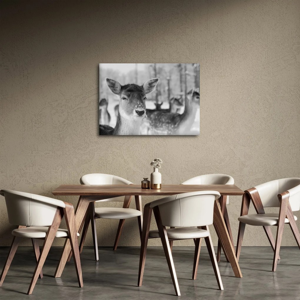 Tablou - Cerbi,alb-negru (70x50 cm)