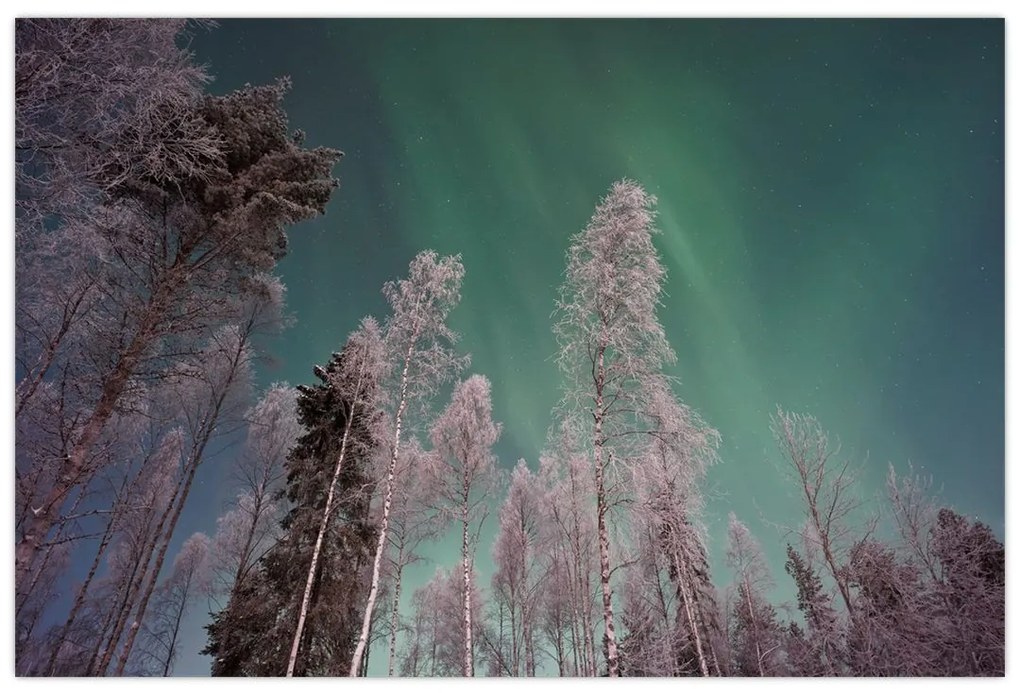 Tablou cu aurora borealis deasupra pomilor înghețați (90x60 cm)