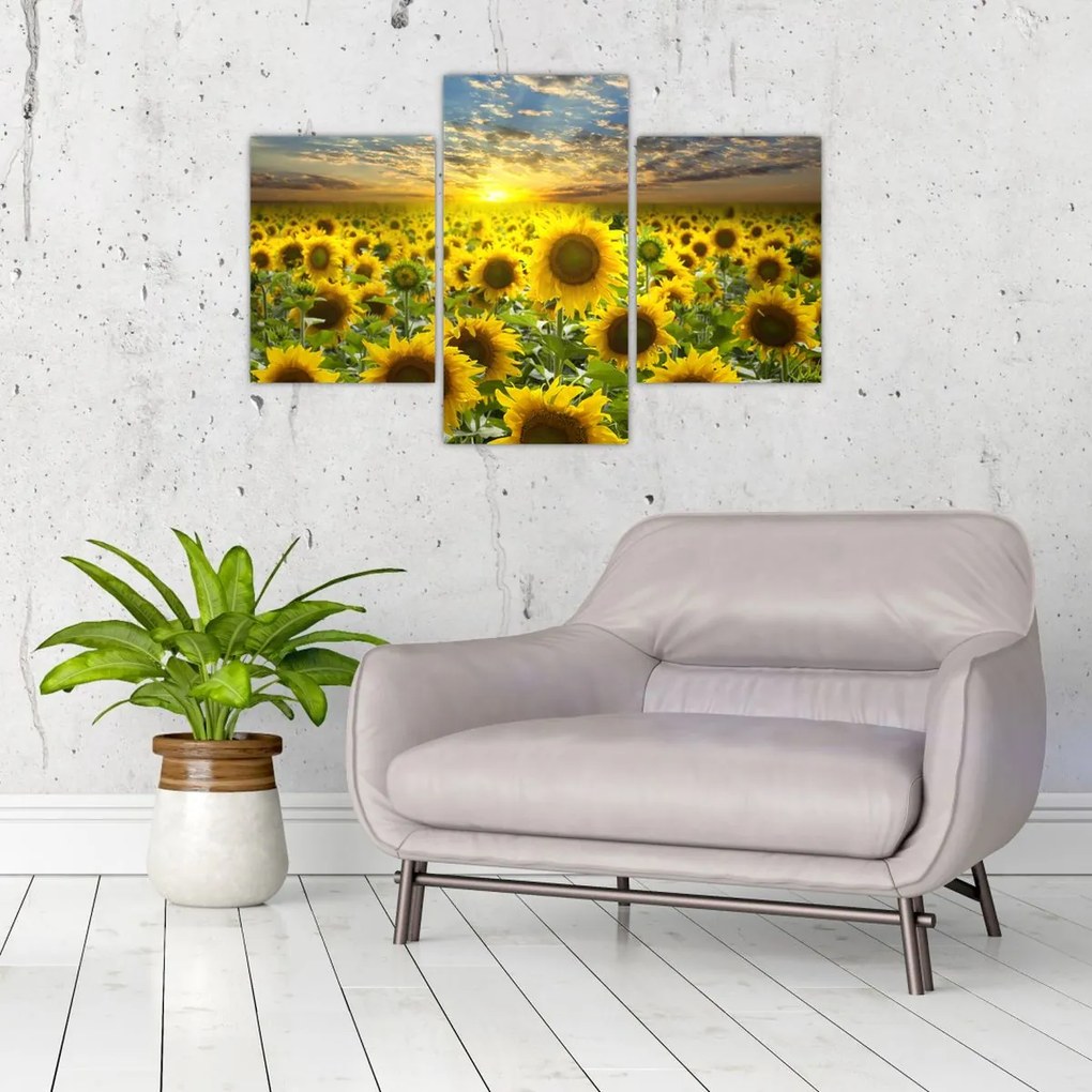 Tablou - Floarea-soarelui la apus de soare (90x60 cm)