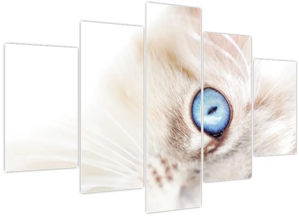 Tablou - Pisicuță (150x105 cm)