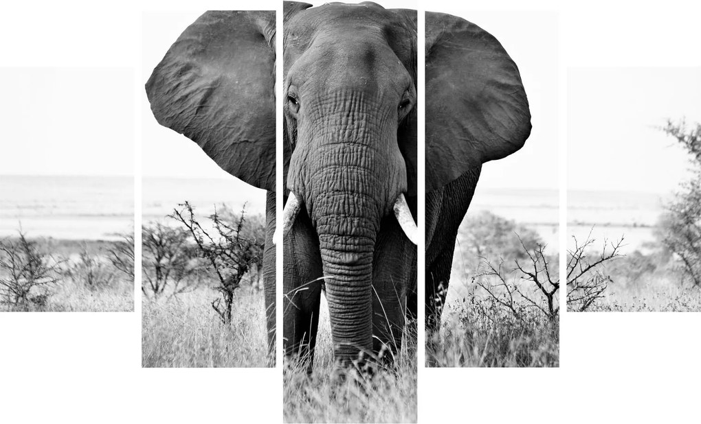 Tablou - Elefantul african II. (150x105 cm)