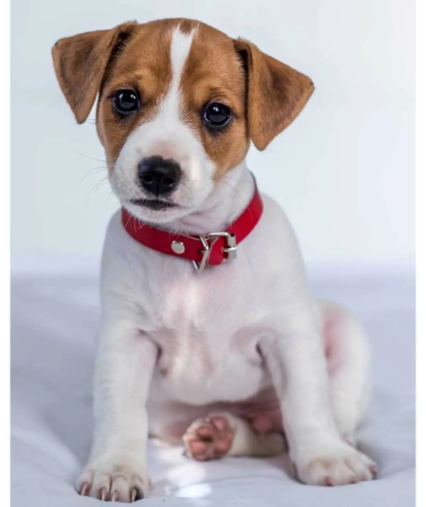 Pătură de copii Jack russel terrier, 120 x 150 cm