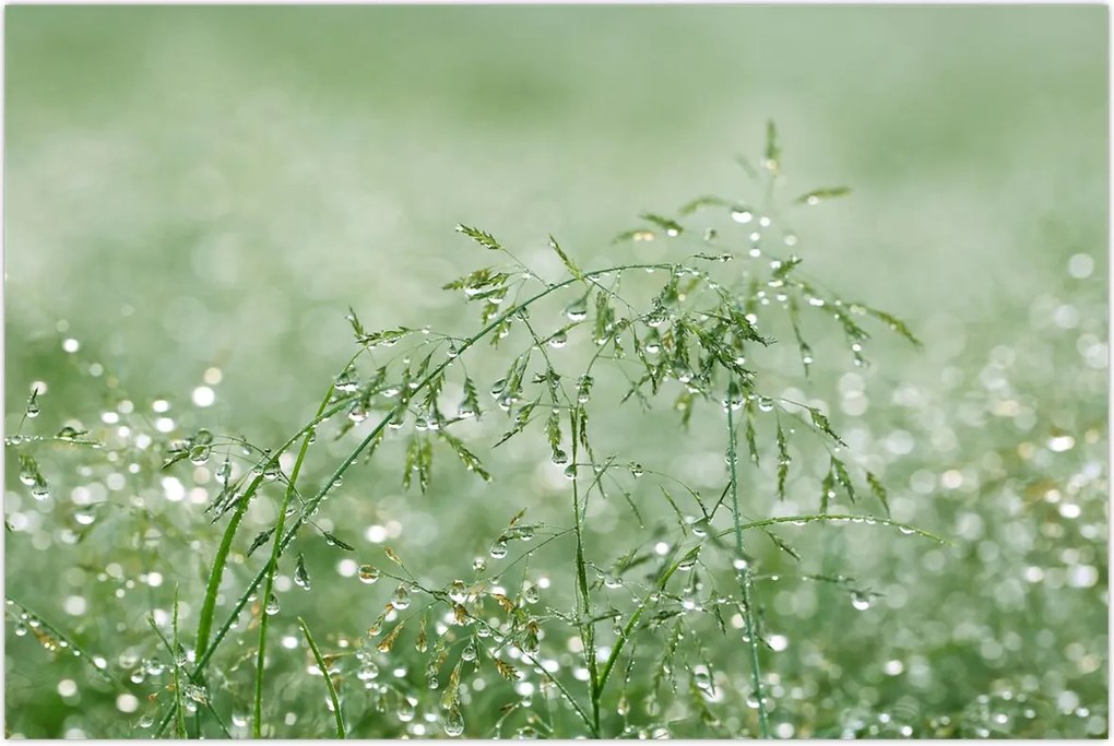 Tablou - Trandafir în iarbâ (90x60 cm)