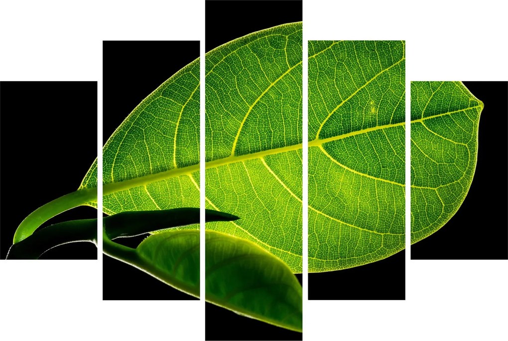 Tablou - frunză verde (150x105 cm)