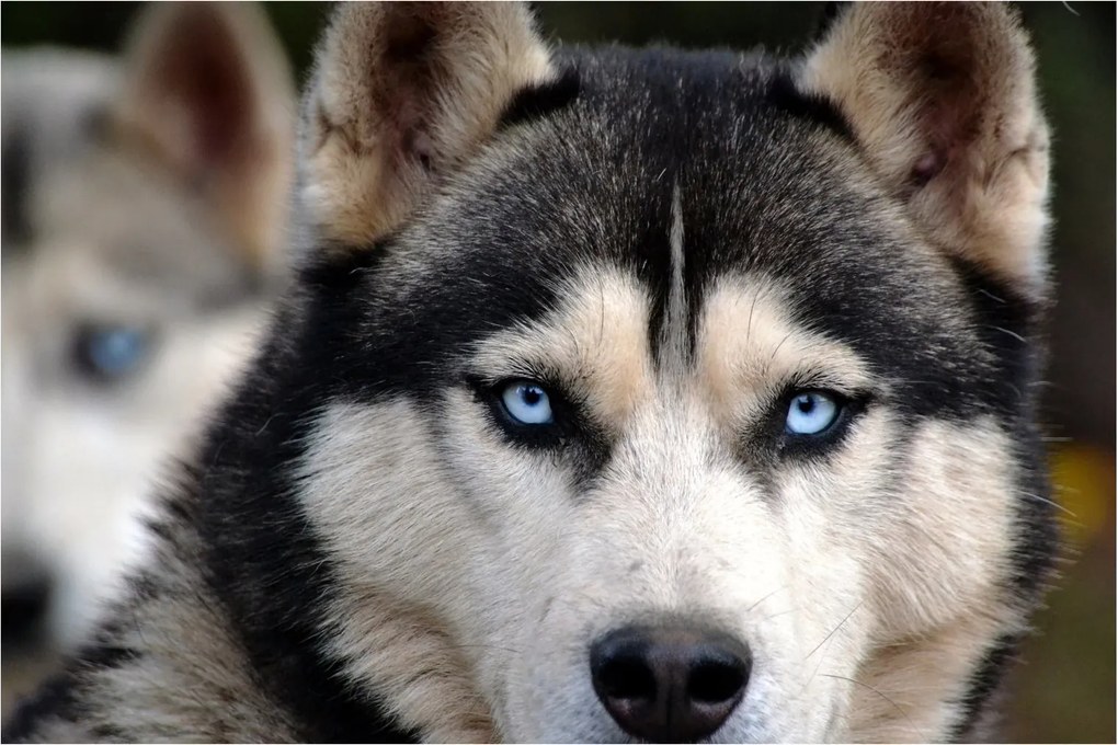 Tablou cu câinele husky (90x60 cm)
