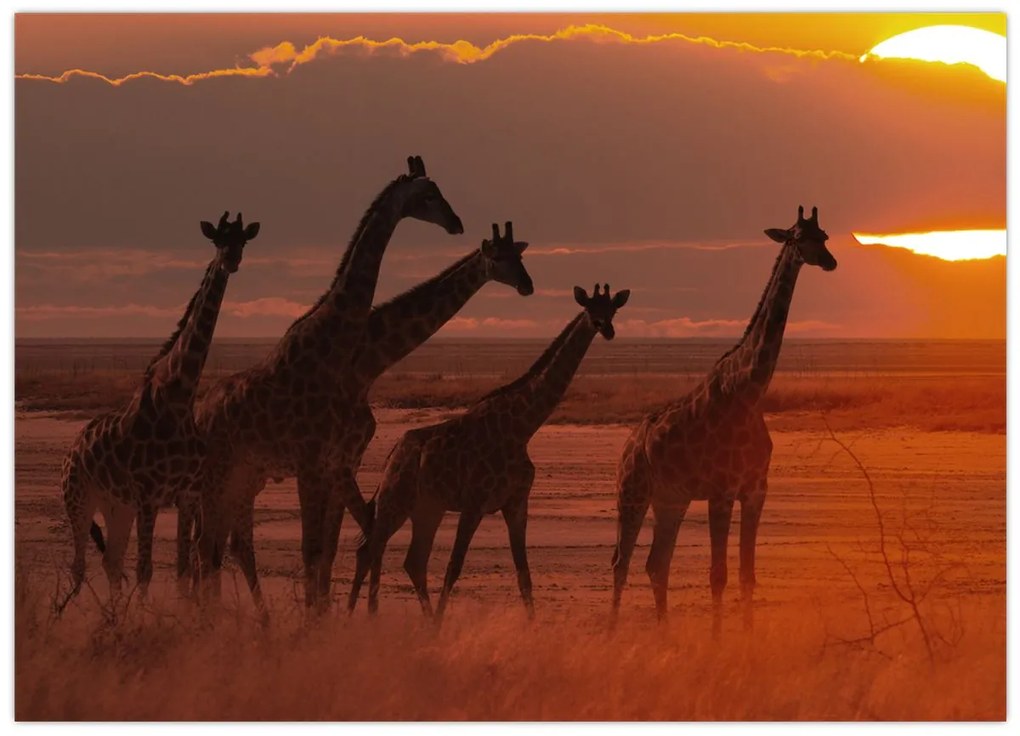 Tablou pe sticlă - Girafe în savana africană (70x50 cm)