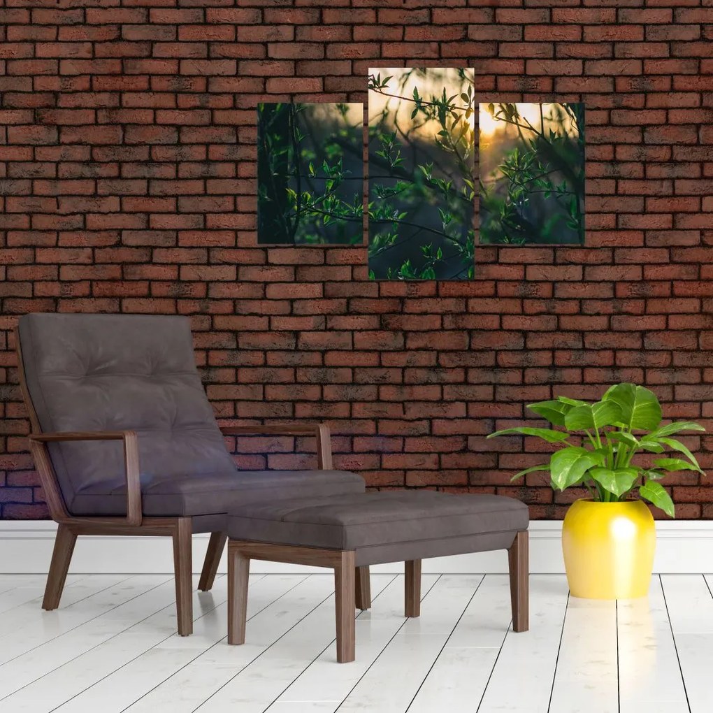 Tablou - Soarele strălucind printre crengile copacilor (90x60 cm)