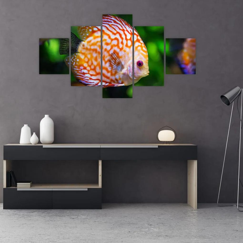 Tablou cu pește (125x70 cm), în 40 de alte dimensiuni noi