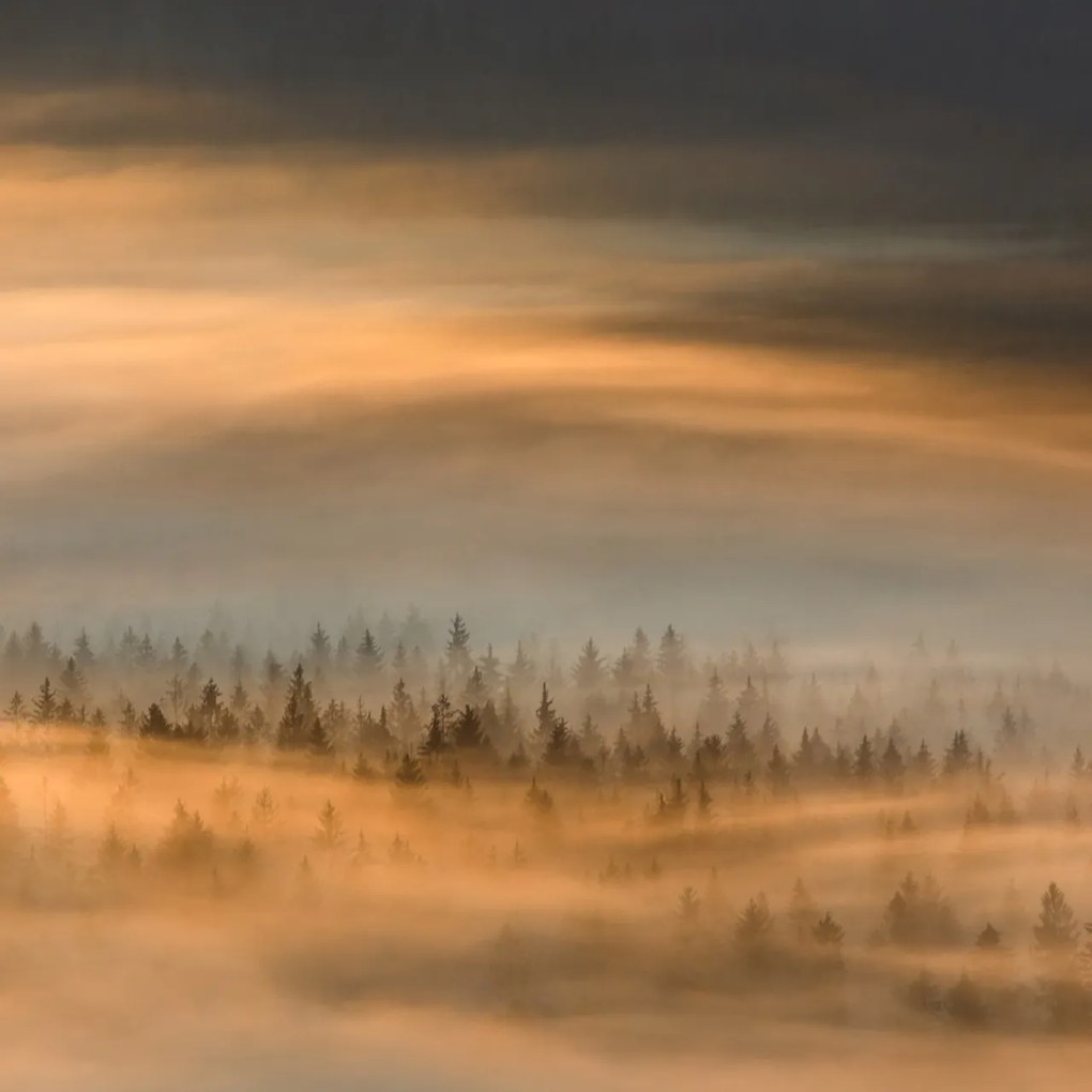 Fototapet, Golden Fir Forest, Rebel Walls