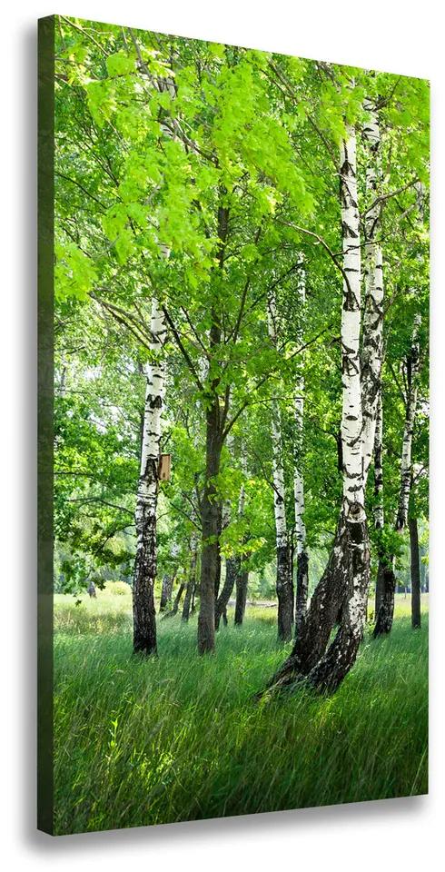 Imprimare tablou canvas Pădurea de mesteacăn