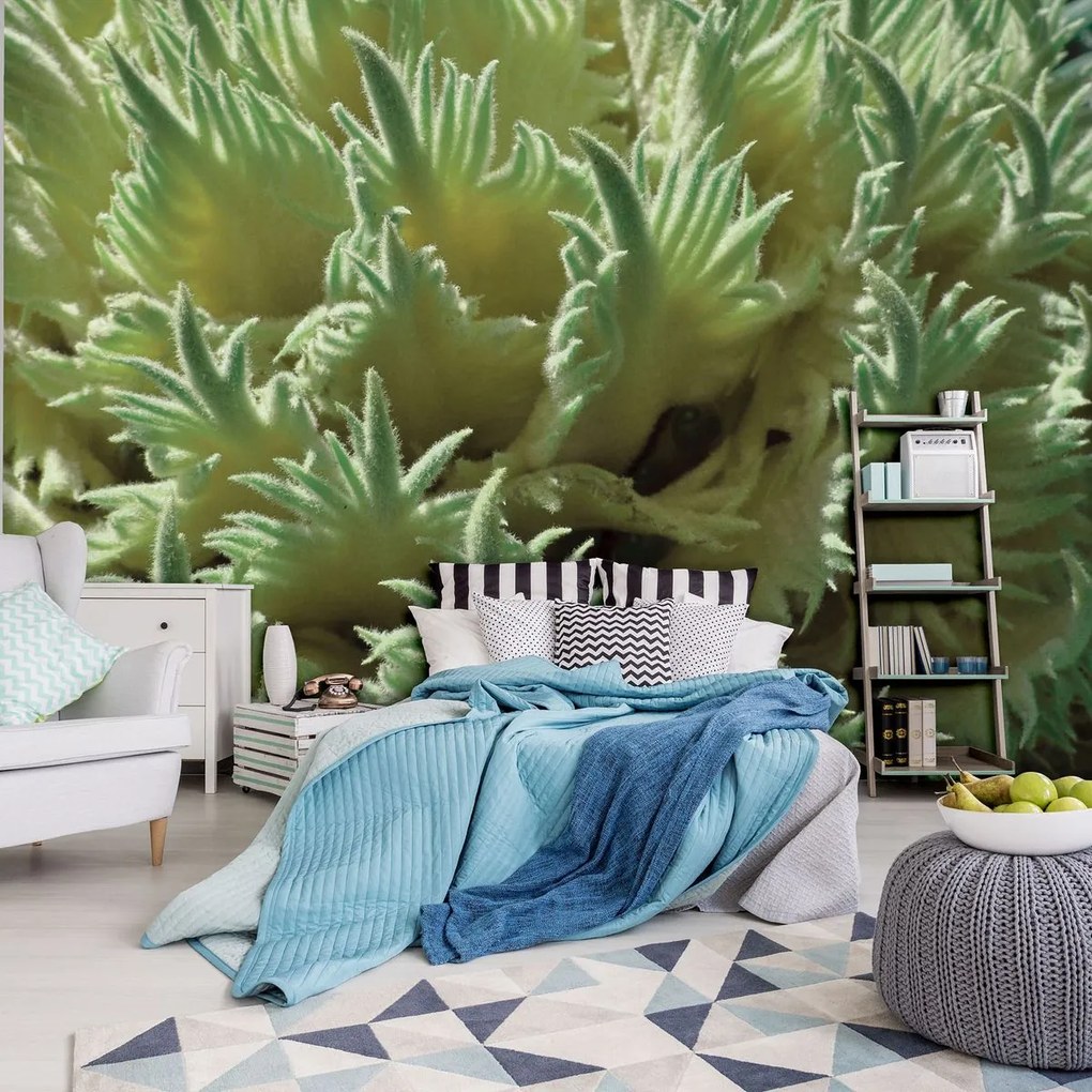 Fototapet - Plante (152,5x104 cm)
