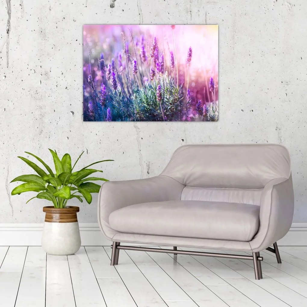 Tablou pe sticlă - Lavandă în strălucirea soarelui (70x50 cm)
