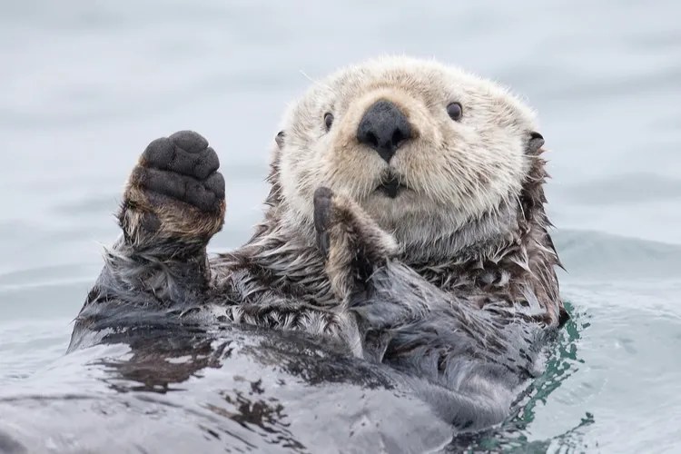 Fotografie Yesterday I caught a fish thiiis big! - Otter. Alaska, Roman Golubenko