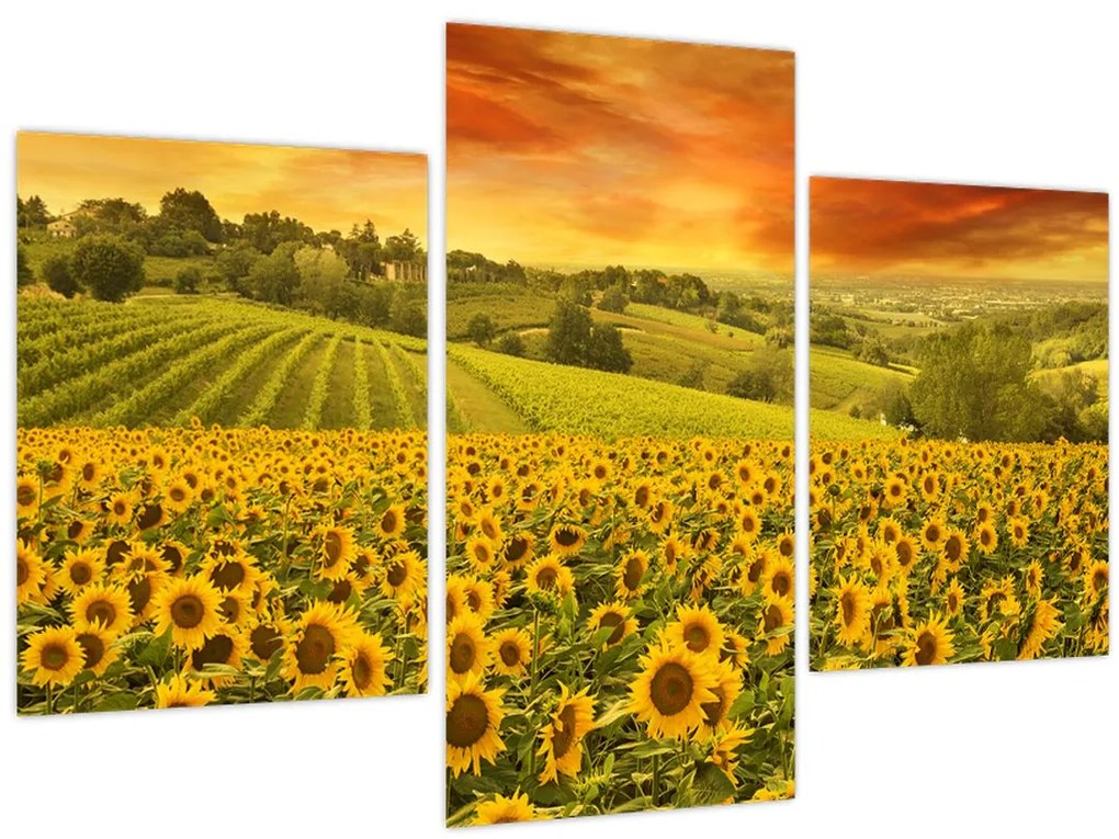 Tablou - Câmp de floarea-soarelui (90x60 cm)