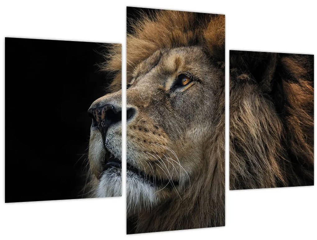 Tablou - Leul maiestuos (90x60 cm)