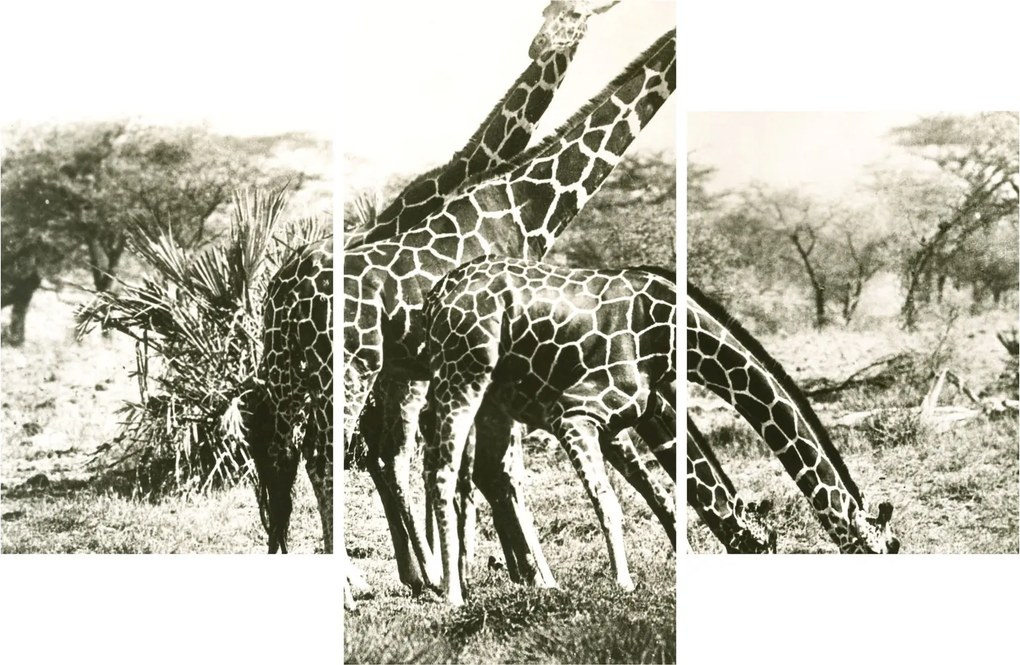 Tablou - Girafe, de epocă (90x60 cm)