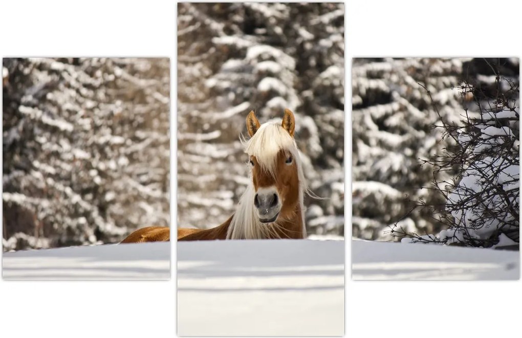 Tablou - Cal în peisaj de iarnă (90x60 cm)