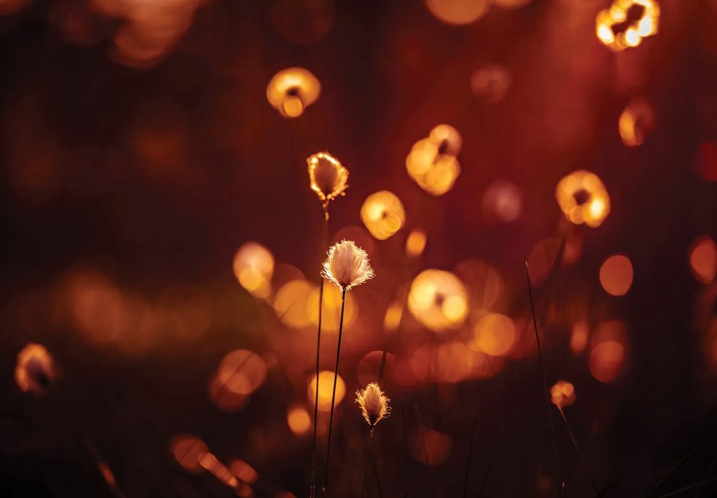 Fototapet - Flori (147x102 cm)