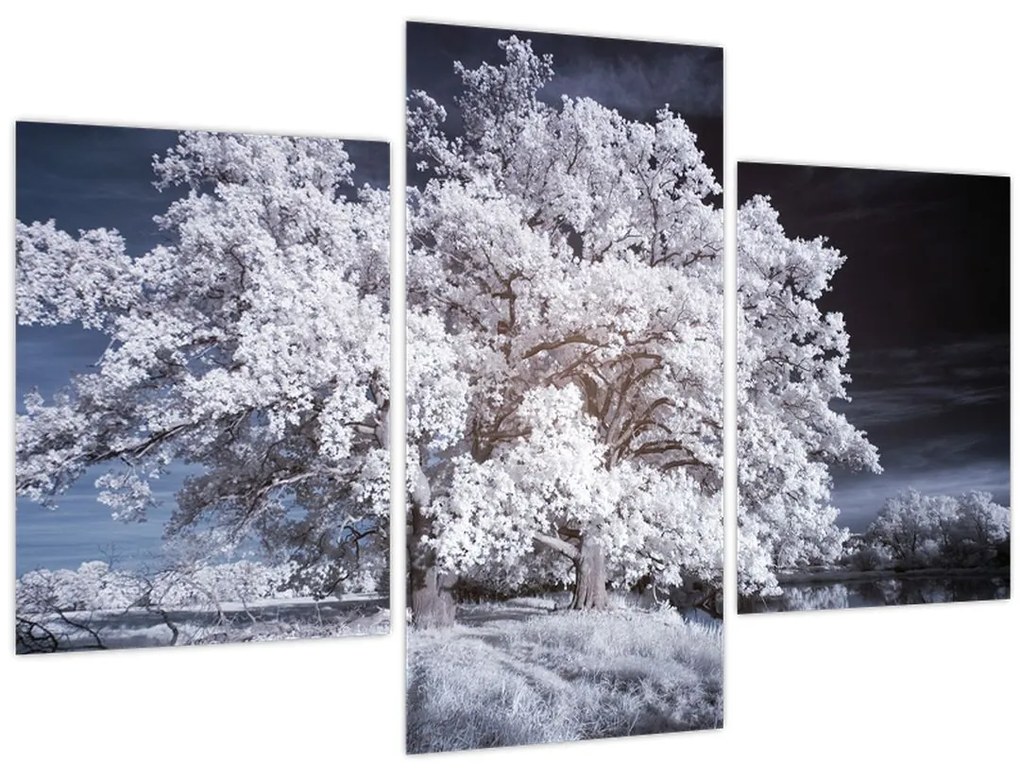 Tablou - Albă ca Zăpada Copac (90x60 cm)