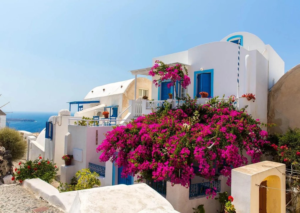 Fototapet. Casa traditionala greceasca cu flori de bougainvillea - insula Santorini, Grecia Art.060035