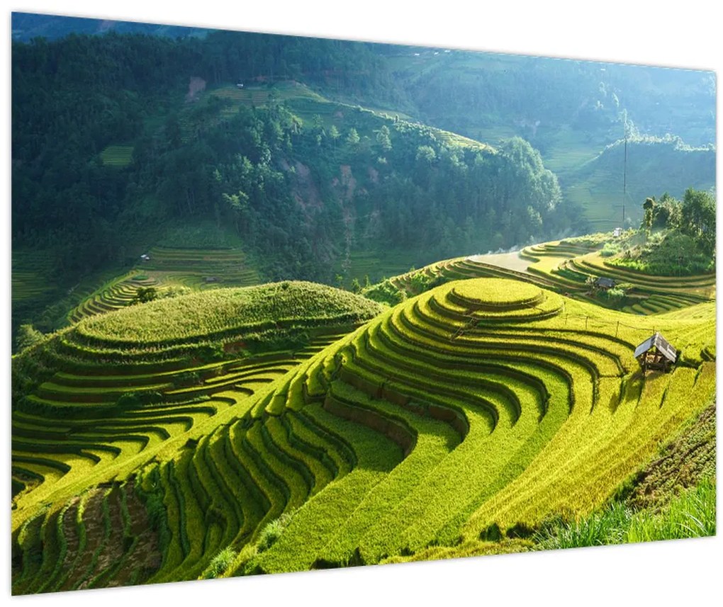 Tablou - Concert Terase de orez (90x60 cm)