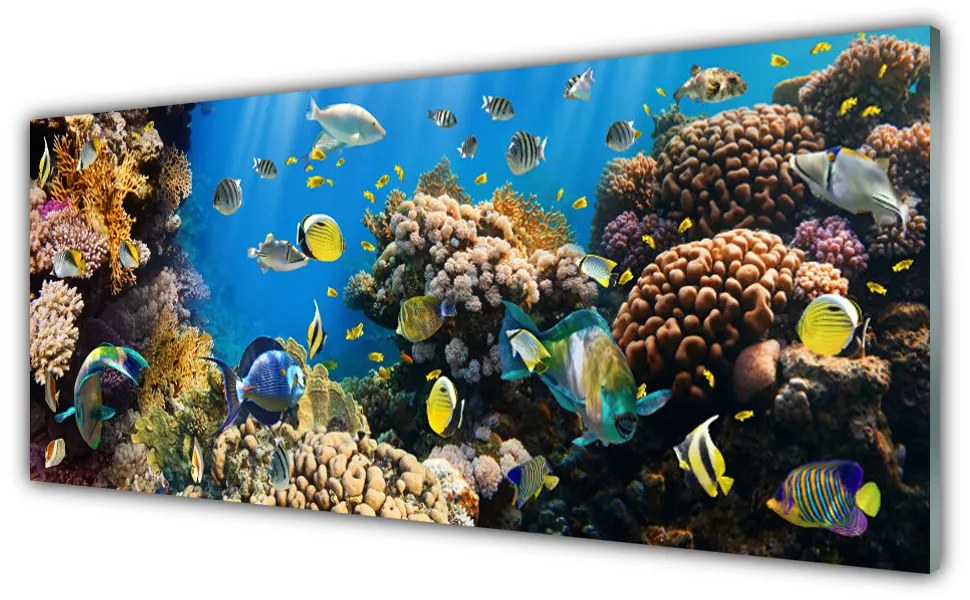 Tablou pe sticla Coral Reef Natura Multi