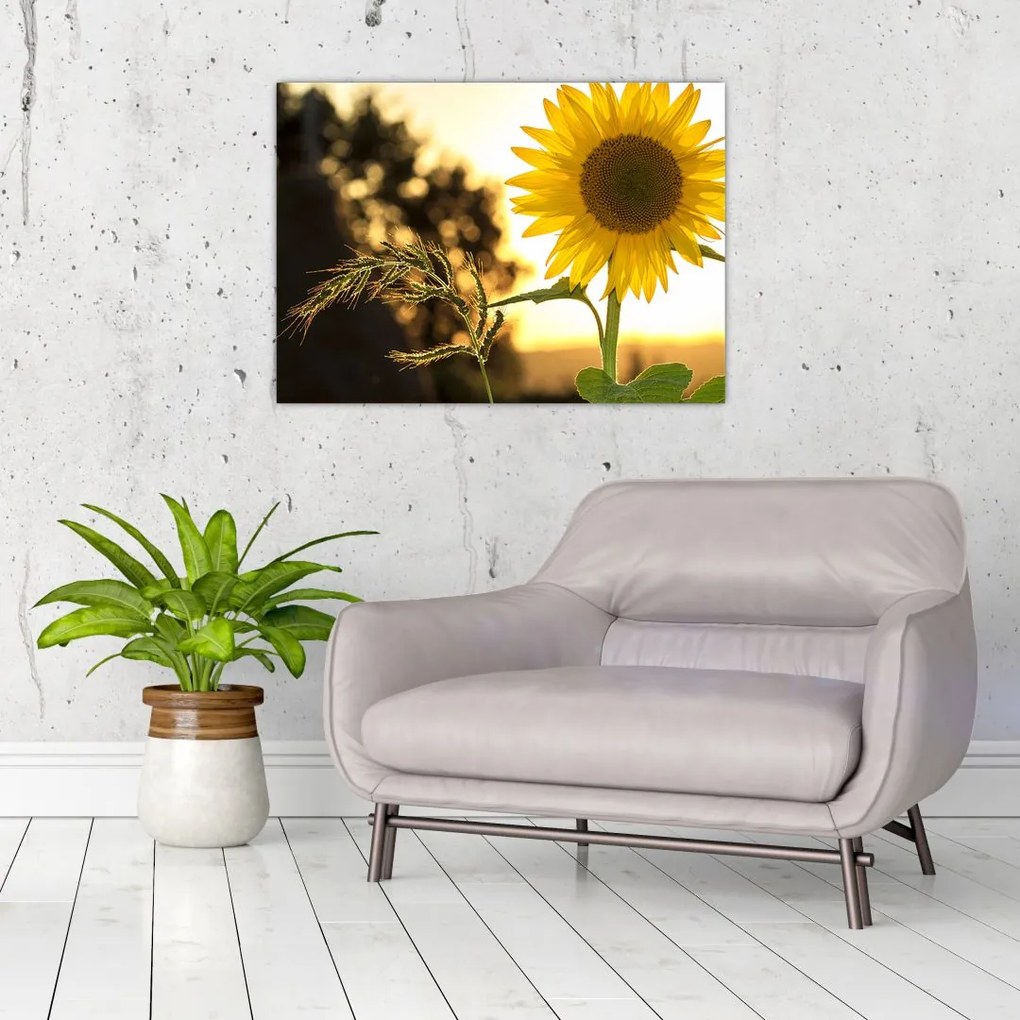 Tablou cu floarea soarelui (70x50 cm)