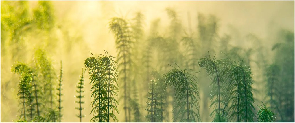 Tablou - Detaliu de primăvară natura cețoasă (120x50 cm)