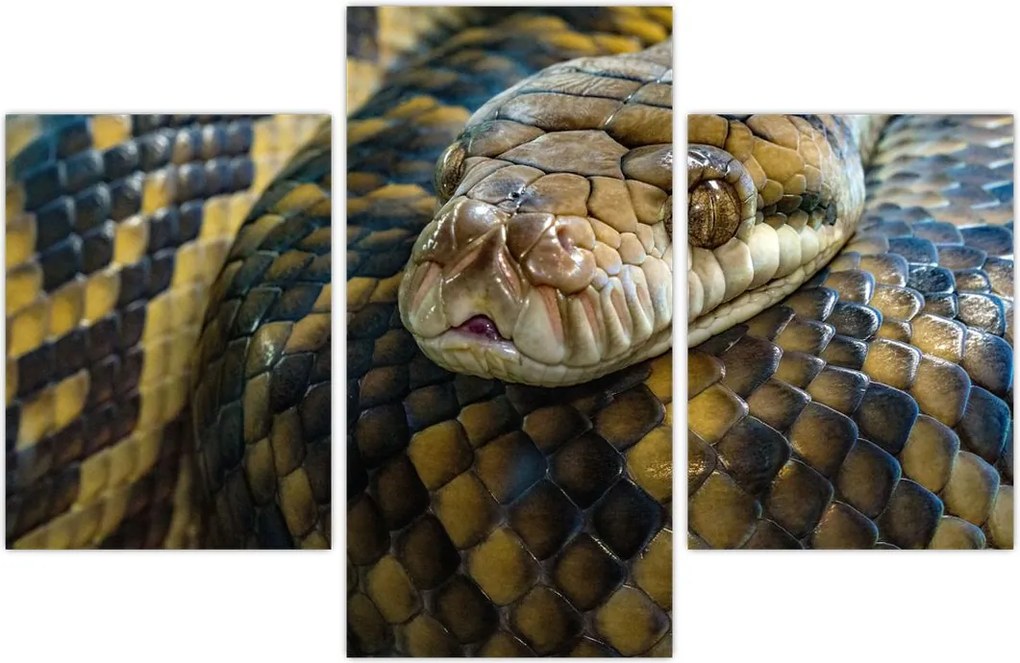 Tablou - Piton (90x60 cm)