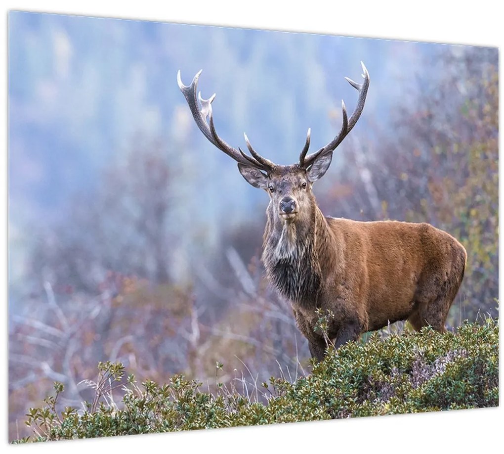 Tablou - Cerb în peisaj (70x50 cm)