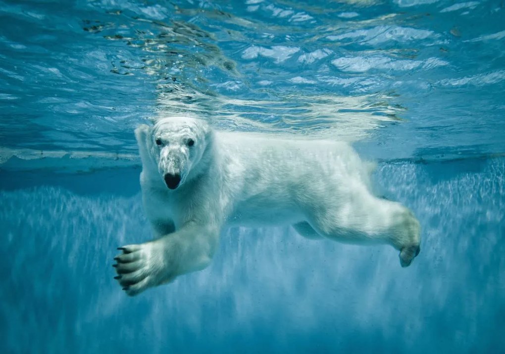 Fototapet - Ursul polar (152,5x104 cm)