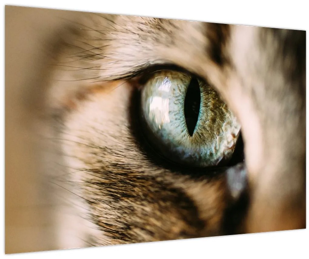 Tablou - Ochi de pisică (90x60 cm)