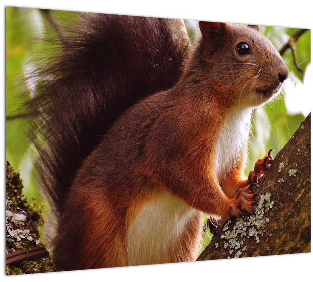 Tablou cu veverița (70x50 cm), în 40 de alte dimensiuni noi