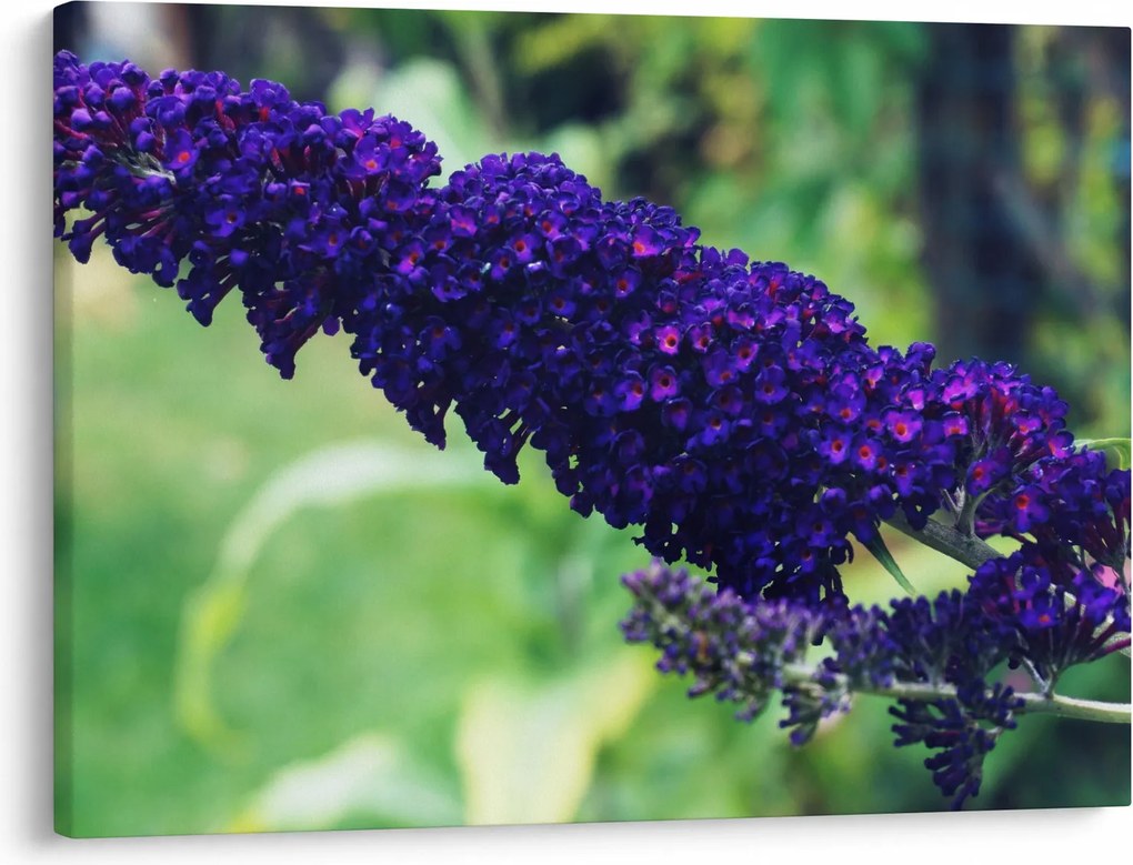 Tablou cu floare albastră (70x50 cm)